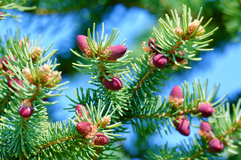 云杉种子 杉木种子 沙树籽冷杉池杉水杉柳杉红杉观赏树林木种子