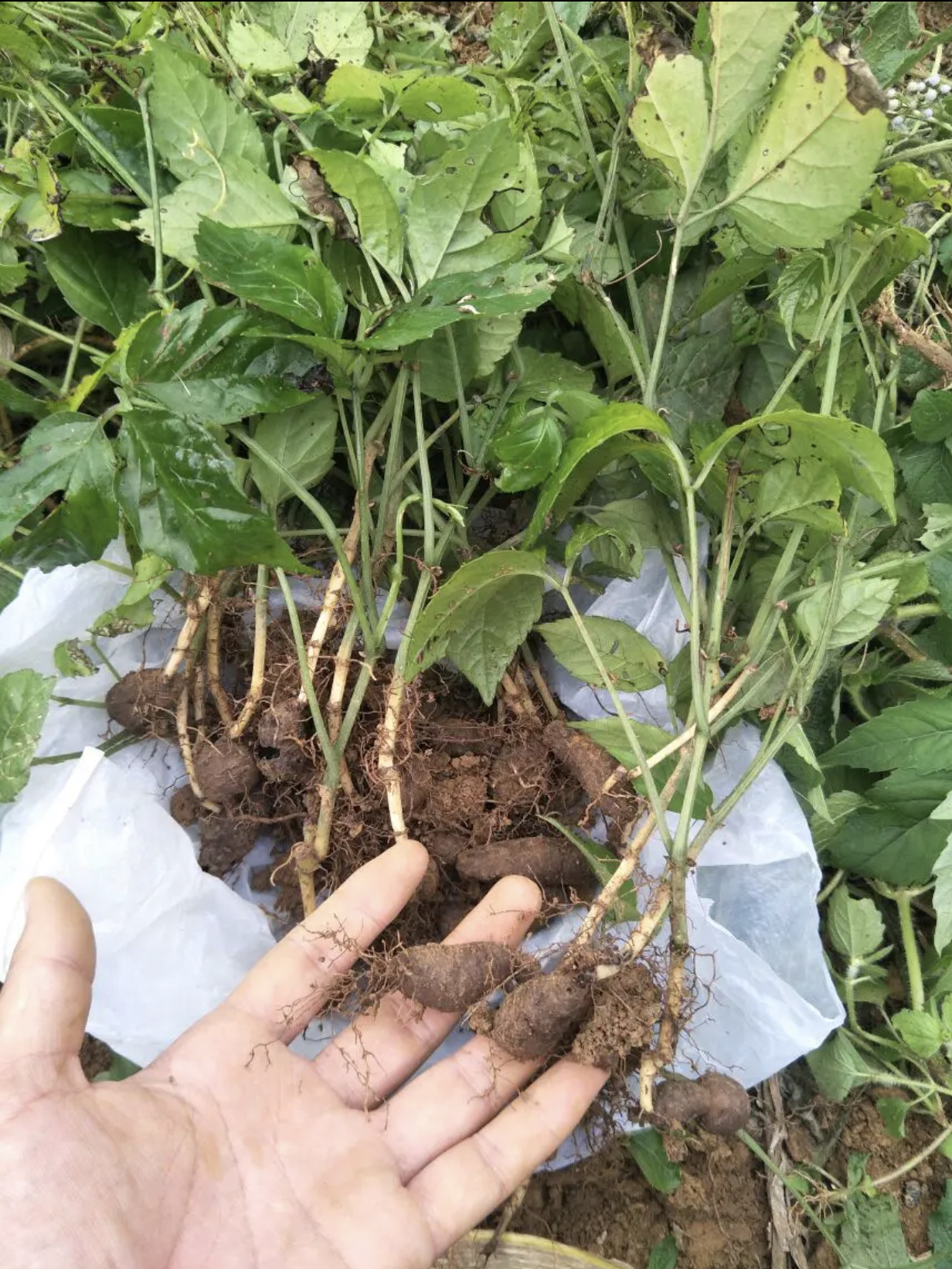 供应批发三叶青种苗,种植基地直发,量大从优