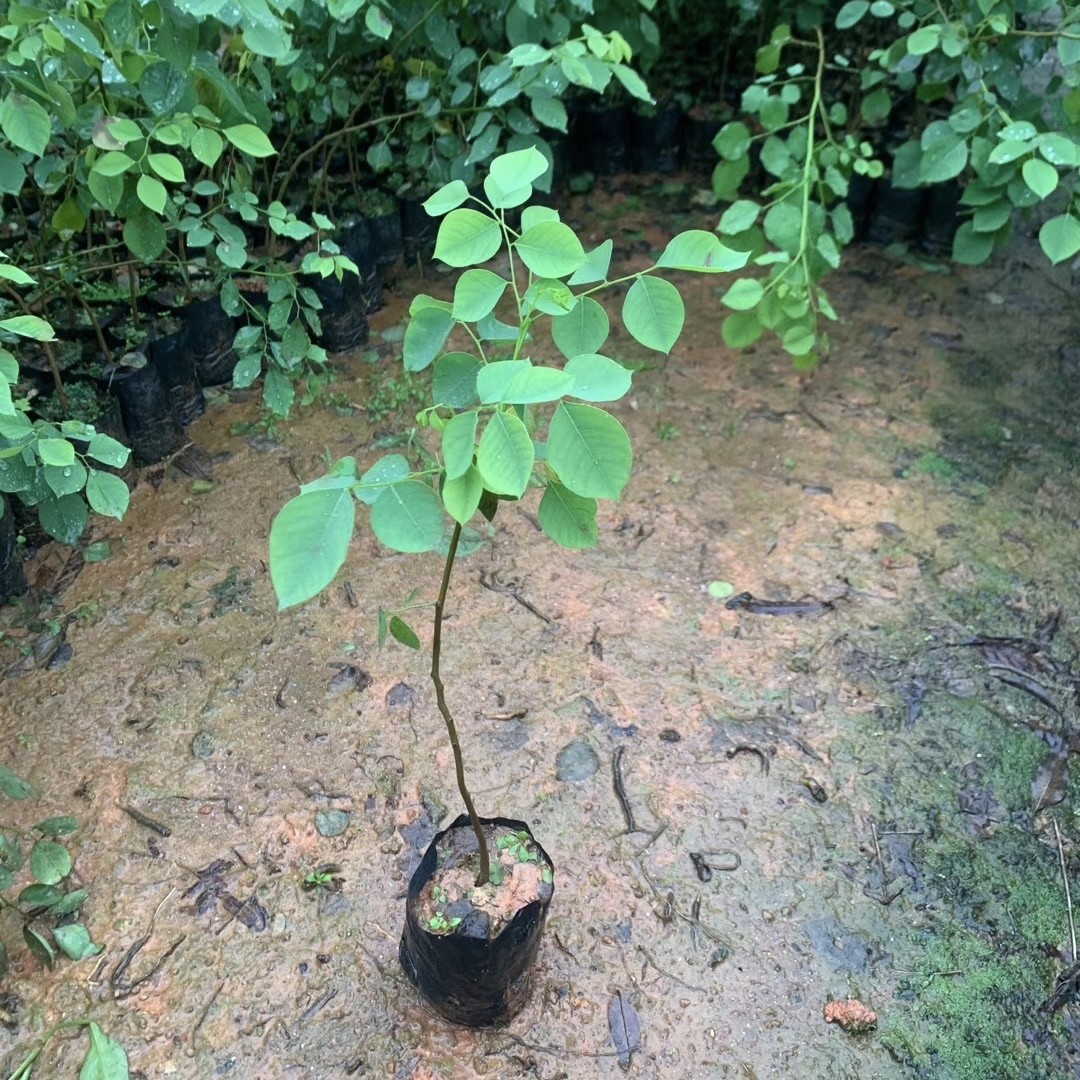 2505苗圃供应 印度黄檀小苗 种子苗 20-100cm高    植树造林木