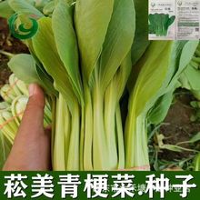 菘美青梗菜蔬菜种子小油菜上海青阳台盆栽蔬菜新手易种有机蔬菜种