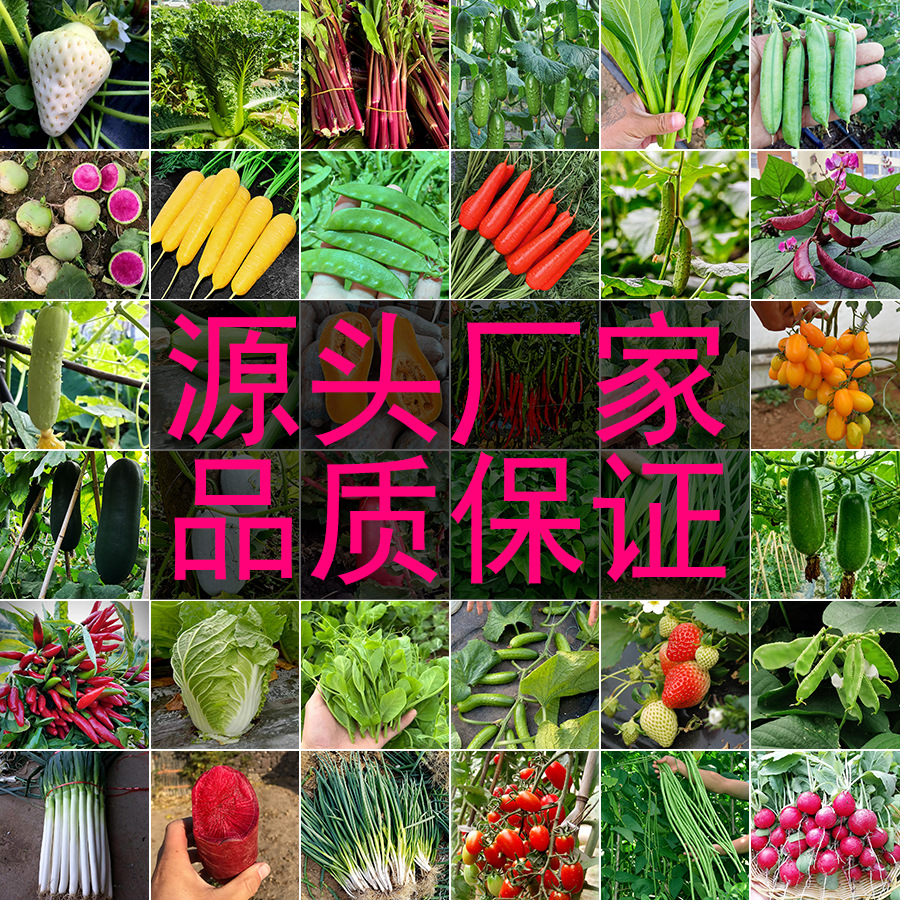 蔬菜种子大全四季播种青菜黄瓜茄子西南瓜空心菜番茄农家菜园菜籽