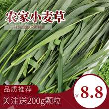 烘干小麦草干草兔子龙猫荷兰猪豚鼠新草牧草饲料小麦草兔子新鲜草