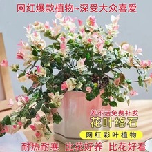 花叶络石彩叶络石室内阳台吊兰垂吊植物爬藤花卉黄金络石五彩花卉