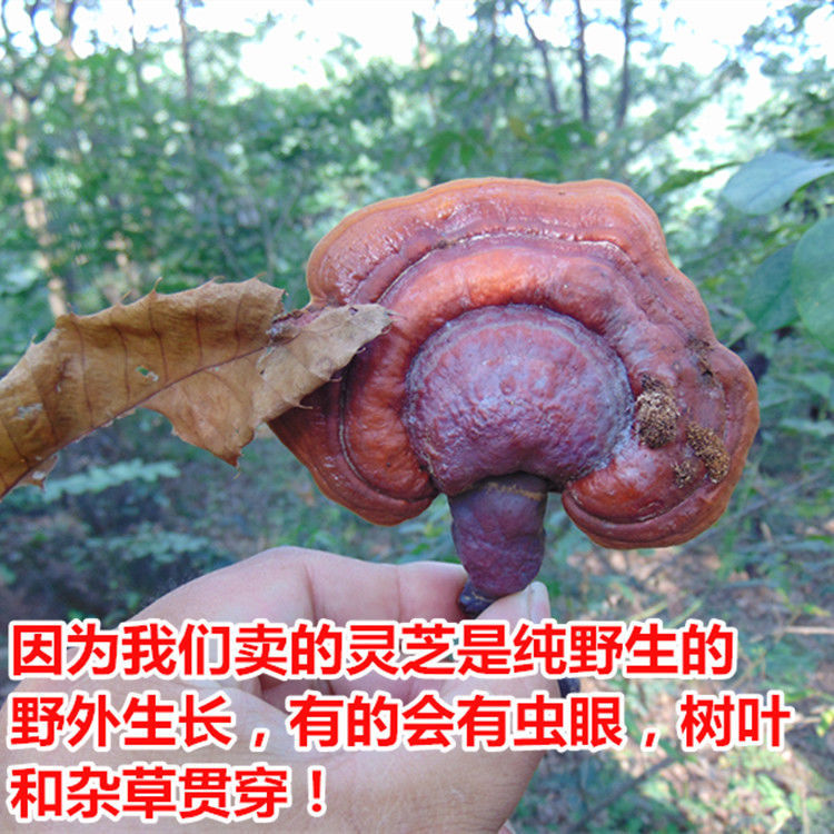 野生灵芝新货大别山野生赤灵芝林芝霍山野生灵芝赤芝农家自采包邮