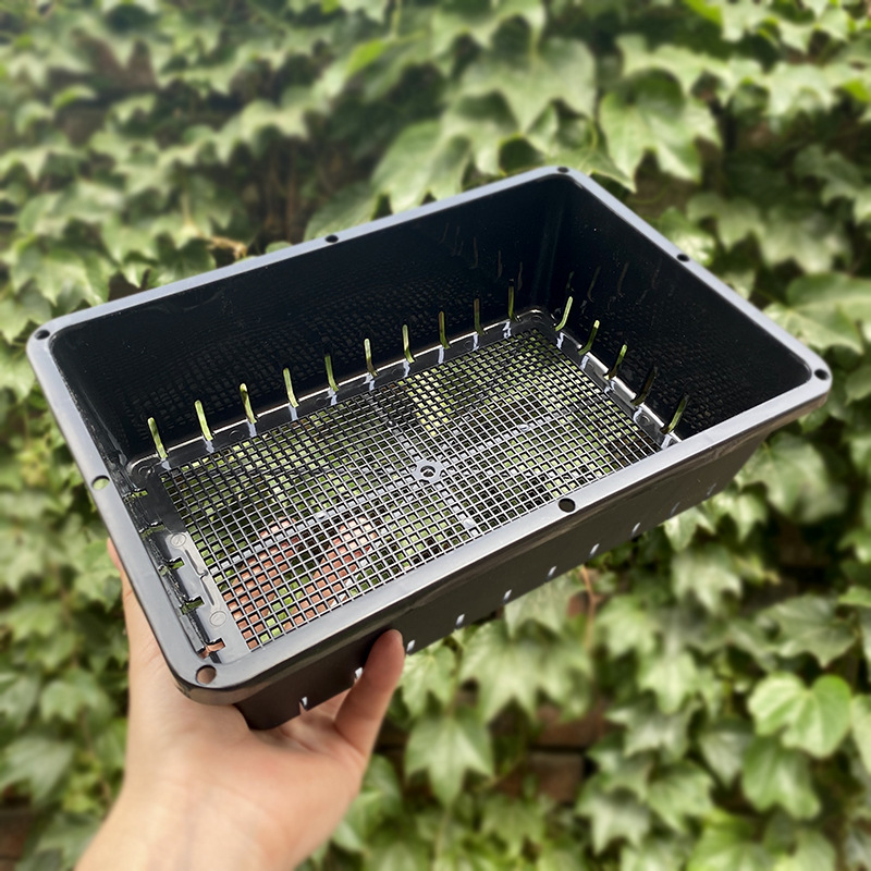 多肉植物叶插繁殖专用育苗盆小号塑料花卉播种盆整理框育种盆景盆