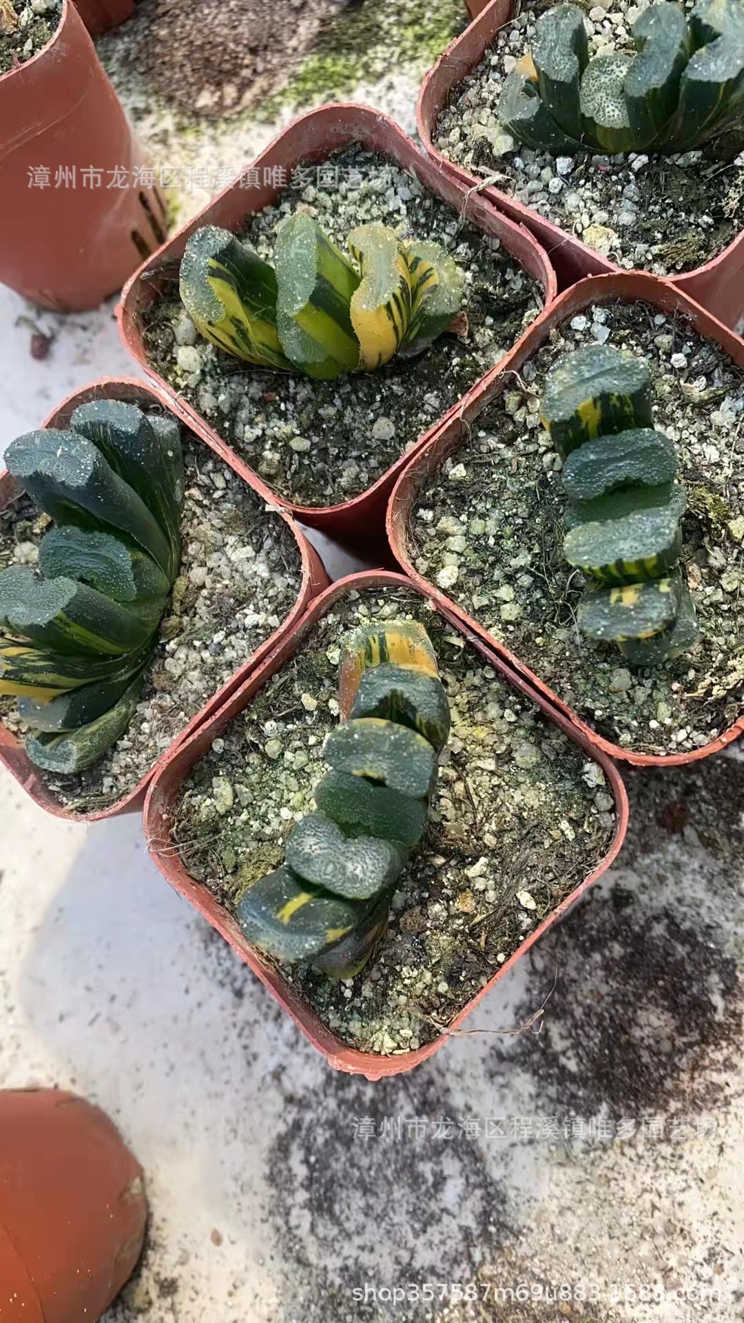 广重玉扇锦玉露自然锦十二卷属多肉沙生植物仙人球仙人掌基地批发