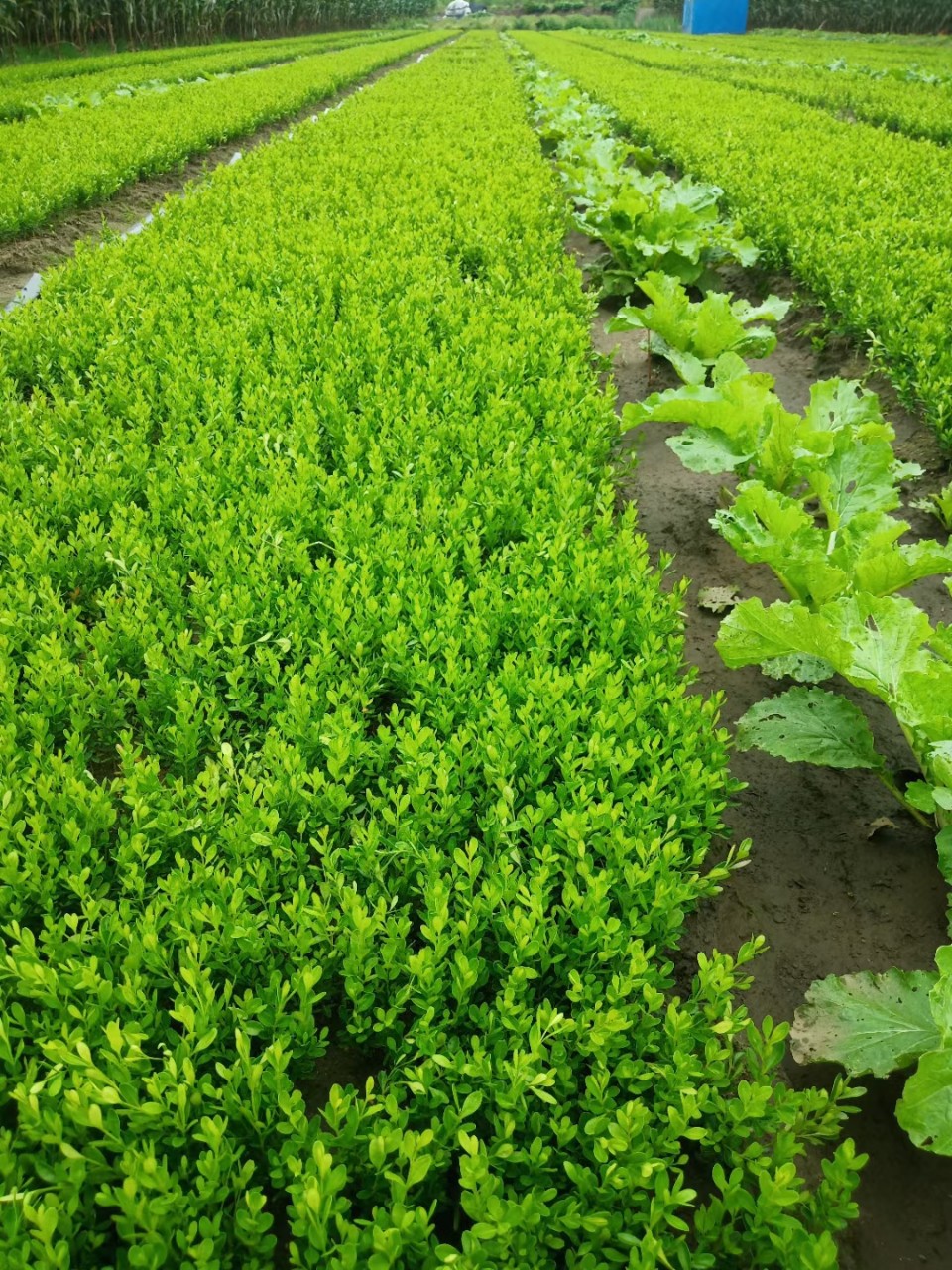 朝鲜小叶黄杨苗树苗黄杨球小叶瓜子黄杨小苗四季常青庭院绿