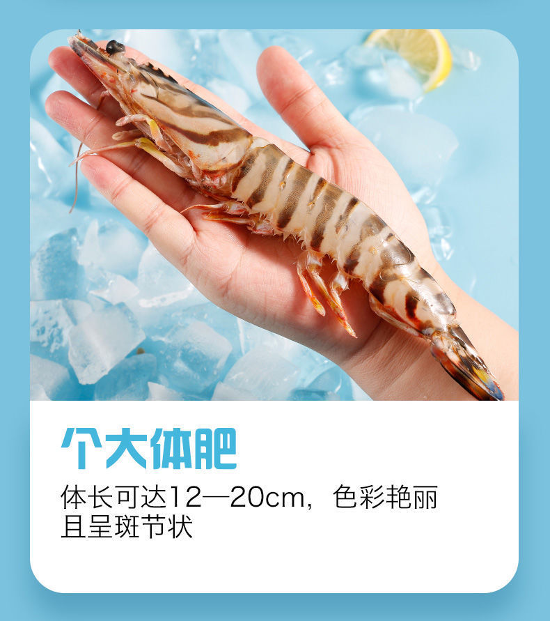 3斤顺丰包邮海捕野生九节虾斑节虾花节虾新鲜活冻虾海虾海鲜水产