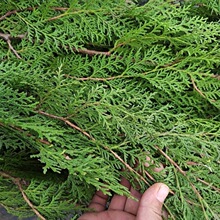 侧柏树苗 扁侧柏树香柏树苗庭院绿化侧柏叶 柏树绿化苗木四季植物