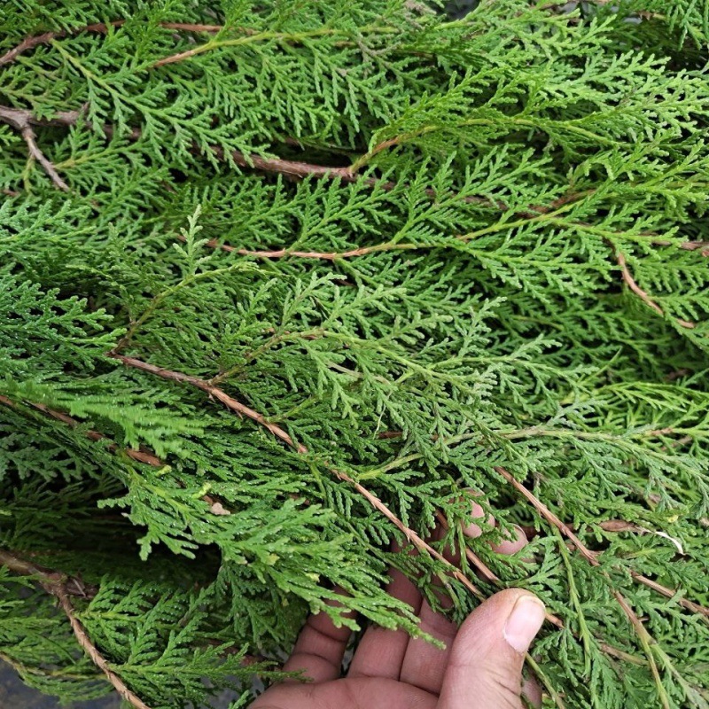 侧柏树苗 扁侧柏树香柏树苗庭院绿化侧柏叶 柏树绿化苗木四季植物