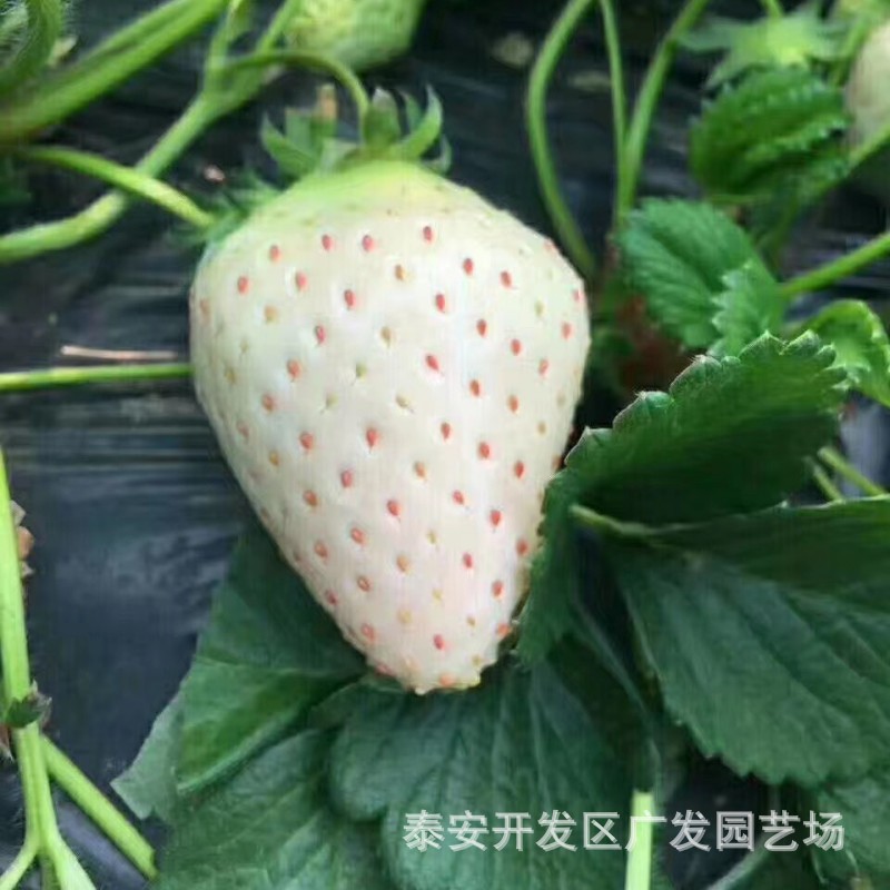 现挖现卖丰香草莓苗 可看圃起苗 打冷发货 京桃白草莓苗批发