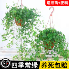 常春藤盆栽室内绿植吊兰垂吊植物阳台吸甲醛四季常青好养长青爬藤