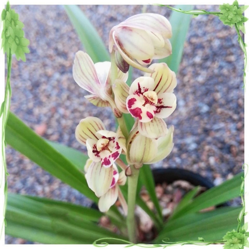 全部带花苞 建兰名品金荷 绿鸟嘴 浓香型 兰花精品室内阳台花卉