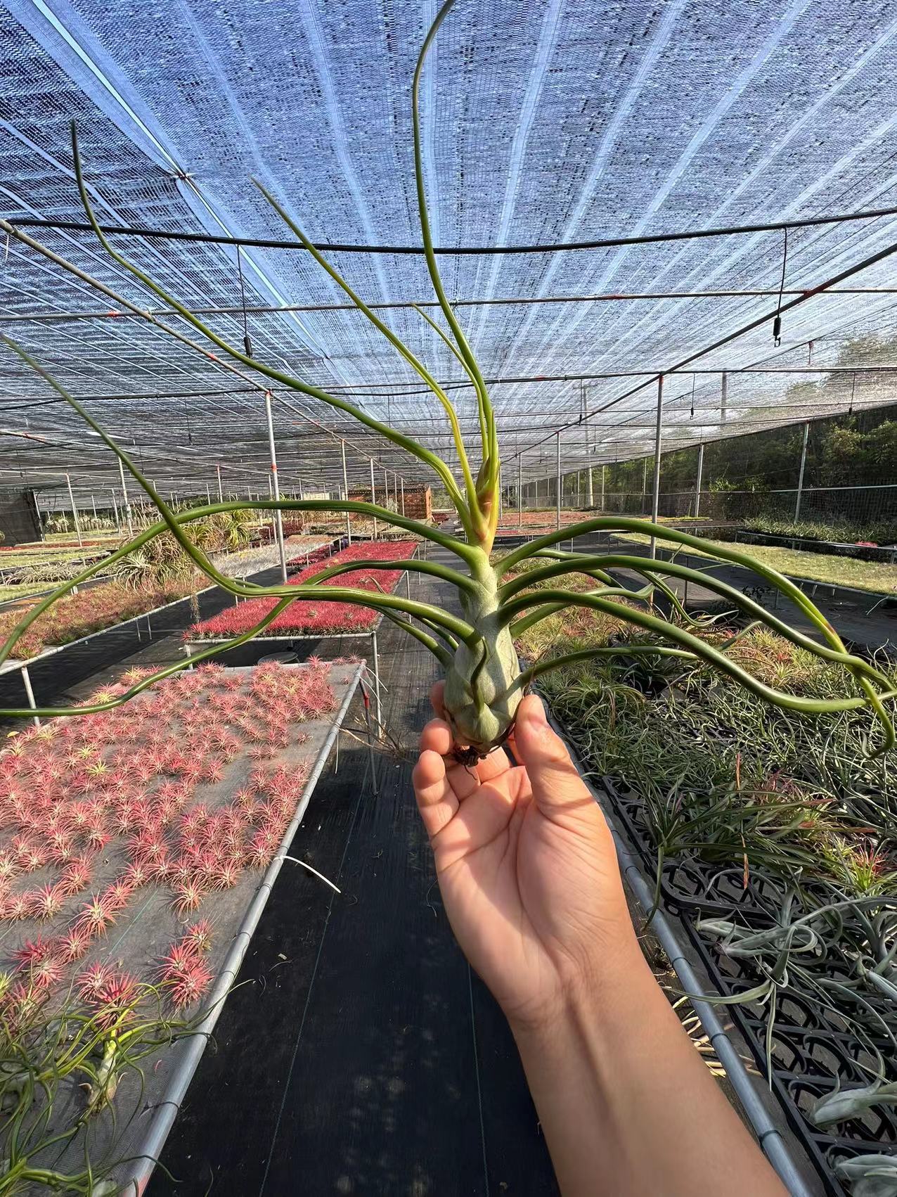 批发空气凤梨 小章鱼 小蝴蝶 观叶观花植物 办公室造景盆栽绿植