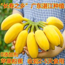 【味道独特】正宗苹果蕉5斤水果广东粉蕉banana米蕉孕妇大香蕉1斤