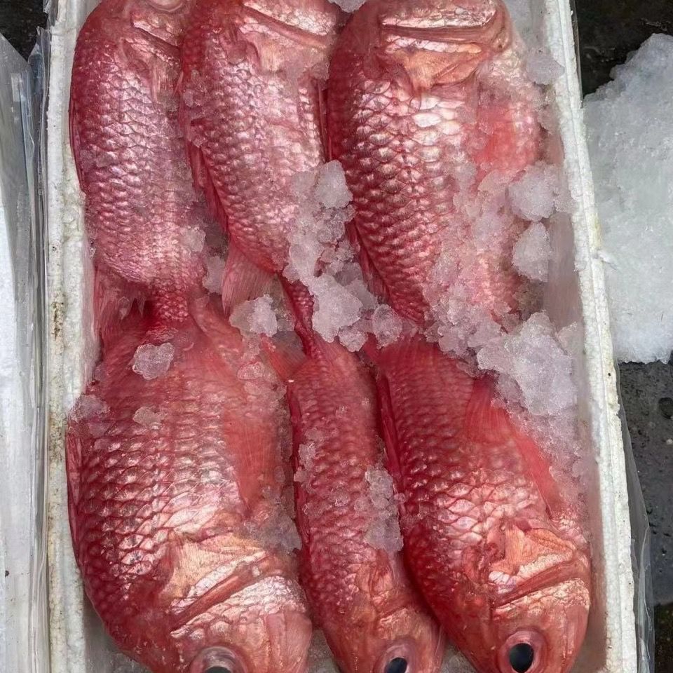 海钓深海鱼将军甲鱼冰鲜刺身生红鰃鳞鱼红鱼 1条1-2斤