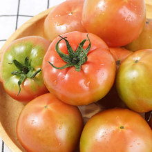 康然水果生鲜批发代发黄筋西红柿番茄洋柿子生吃西红柿5斤