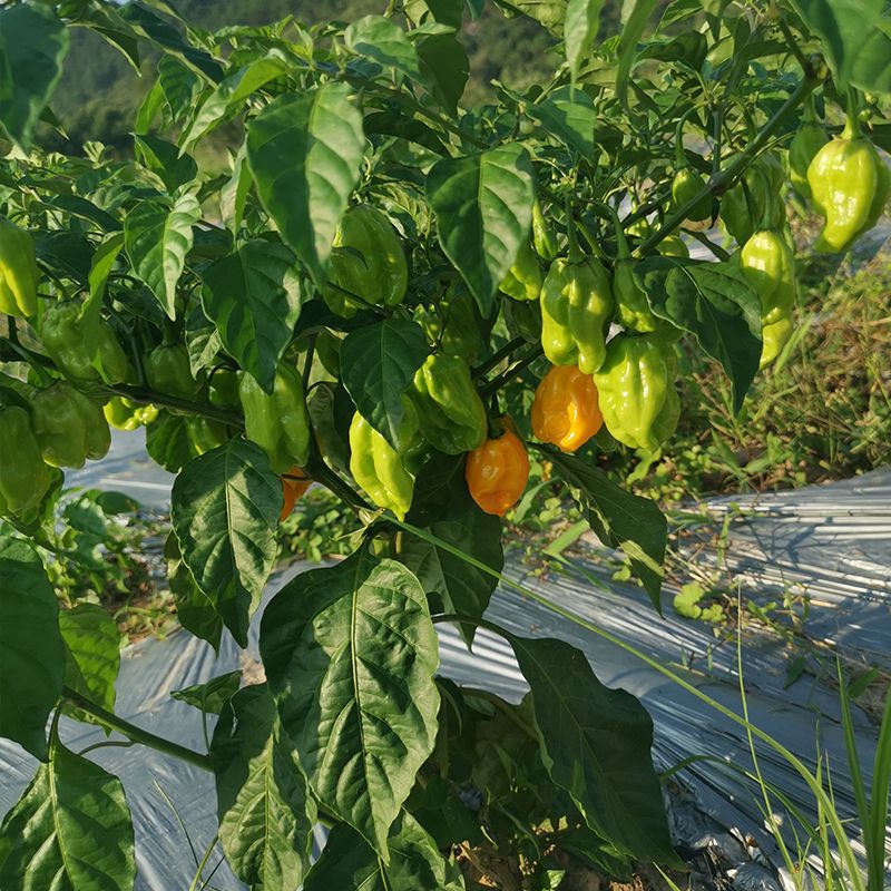 新鲜辣椒黄辣椒-新鲜辣椒黄辣椒厂家,品牌,图片,热帖-阿里巴巴