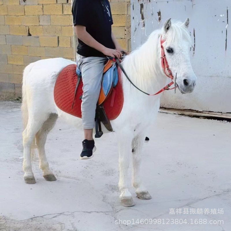 景区马匹供应 德保矮马 宠物马 女士骑乘马 儿童教学迷你小矮马