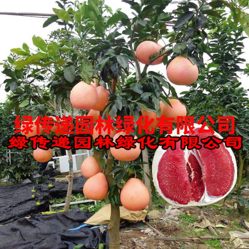柚子树苖红心红肉蜜柚嫁接三红蜜柚果树果苖南方北方种植当年结果