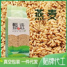 燕麦米500g 真空包装内蒙古新米五谷杂粮八宝粥原料胚芽燕麦批发