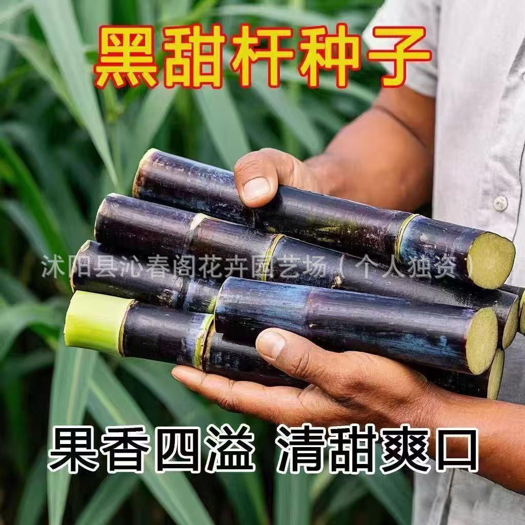 甜杆甜柑种子北方甘蔗种子高粱种子高糖度甜脆多汁甜棒水果种子