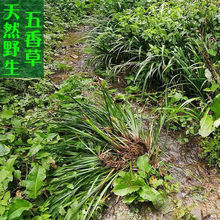 五香草贵州特产野生山奈食用三奈批发火锅香料随手香茴香菖蒲包邮