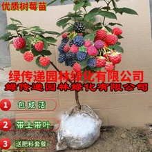 树莓苗双季覆盆子果树苗盆栽地栽南北方种植当年结果红黄黑树莓苗