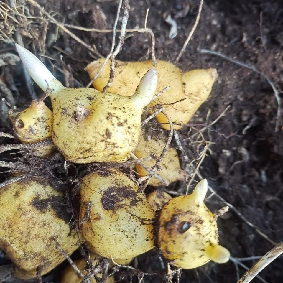 黄精苗 野生滇黄精苗 姜型黄精鸡头黄精苗老虎姜苗