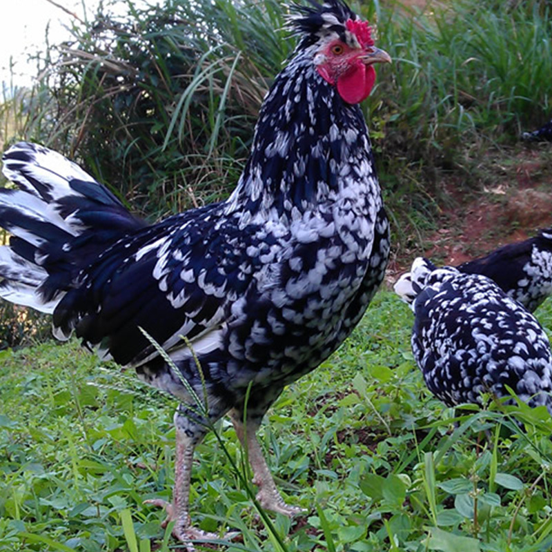 0成交0只活体成年贵妃鸡市场价格下蛋种鸡贵妃鸡养殖小贵妃鸡苗现货