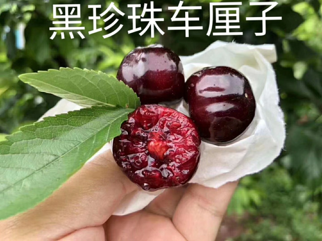 空运车厘子黑珍珠水果现摘新鲜四川汉源大樱桃现货红灯应季孕妇