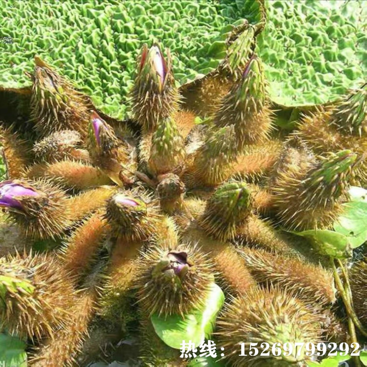 单瓣高产芡实种子厂家绿色系芡实种植基地
