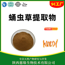 蛹虫草提取物 速溶 蛹虫草粉/虫草花粉 虫草花提取物 慈缘厂家
