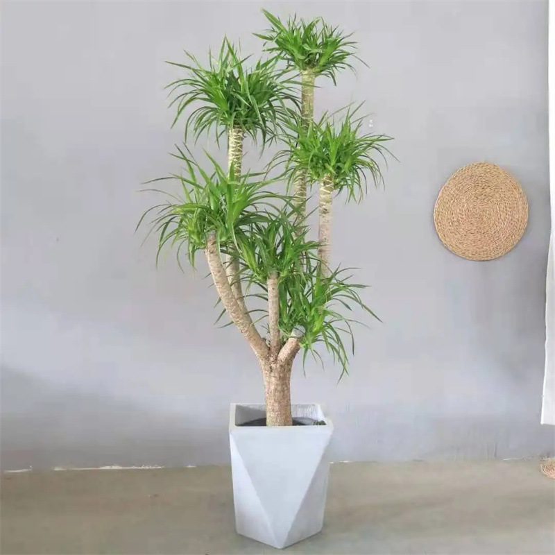 龙须树盆栽大型客厅多头绿植室内外精品多叉造型小苗带土老桩盆景