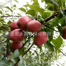 奥红一号梨树苗嫁接早熟红皮梨树超甜南方北方种植啤酒梨果树果苗