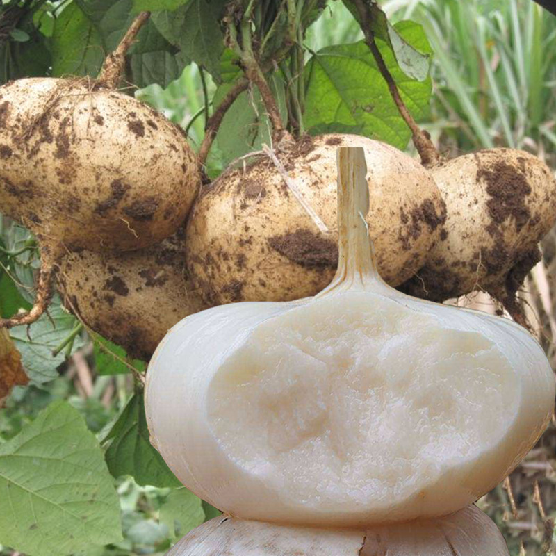 牧马山地瓜种子 水果地瓜种籽 沙葛凉薯土瓜农家四季盆栽凉如凉茹