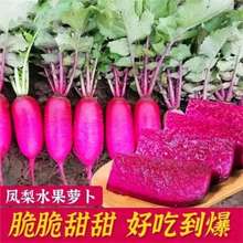 【】凤梨萝卜种子红皮红肉红心萝卜菜种子可生吃水果萝卜种子