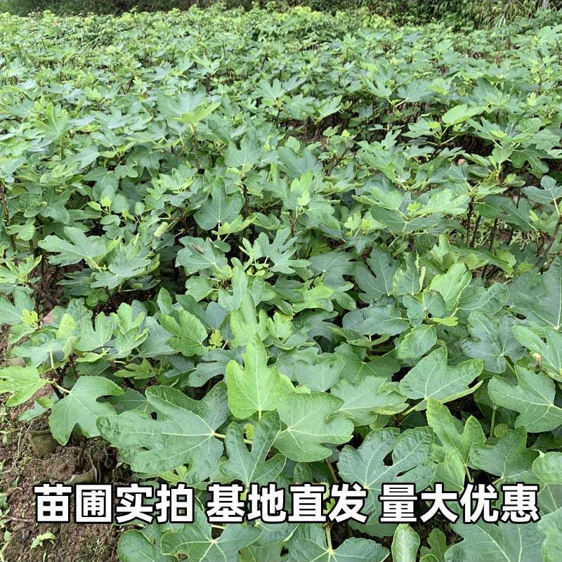 无花果树果苗耐寒盆栽波姬红无花果苗树矮化结果快产量高带土带叶