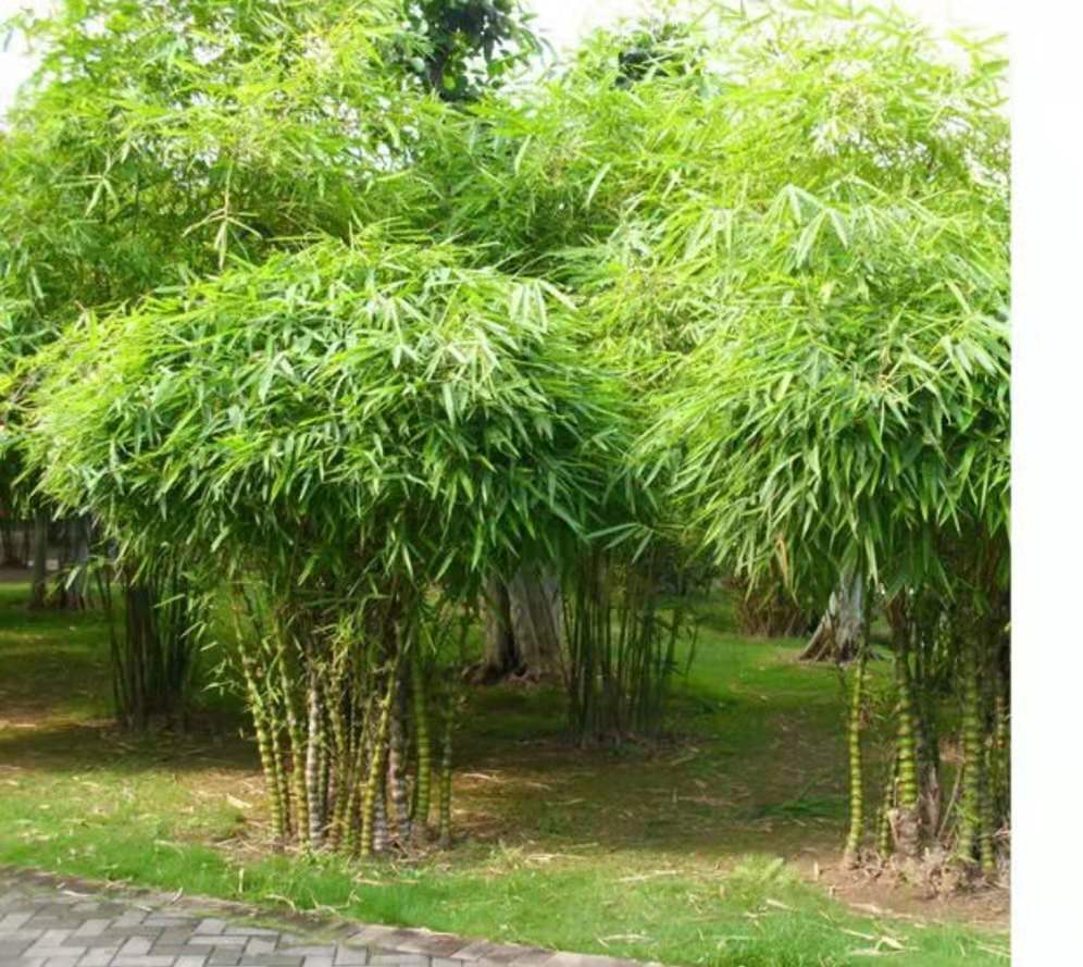 庭院盆景绿化大型佛肚竹罗汉凤尾竹米竹室内植物盆栽观赏竹子竹苗