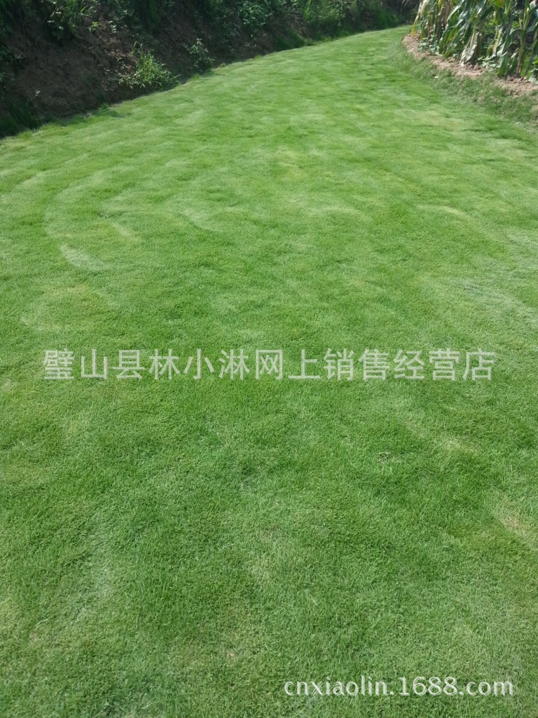 供应台湾二号草重庆草坪矮生百慕大重庆草坪可黑麦草
