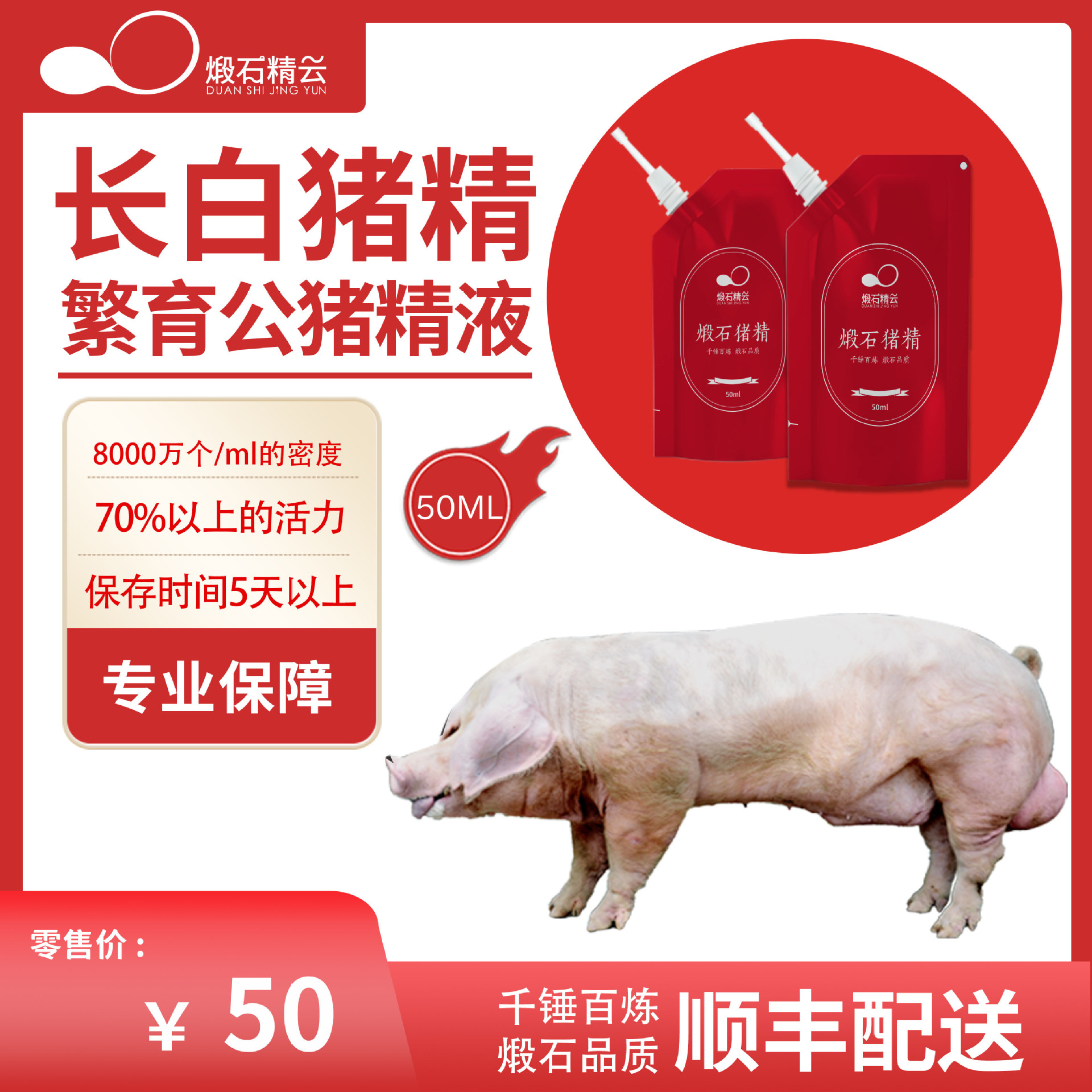 煅石猪精长白繁育级种猪美系种猪养猪场母猪配种公猪精液配输精管