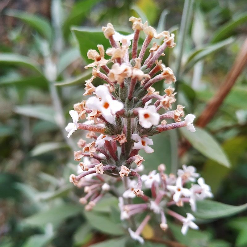 2021年新货贵州染饭花密蒙花黄饭花糯米染色250g