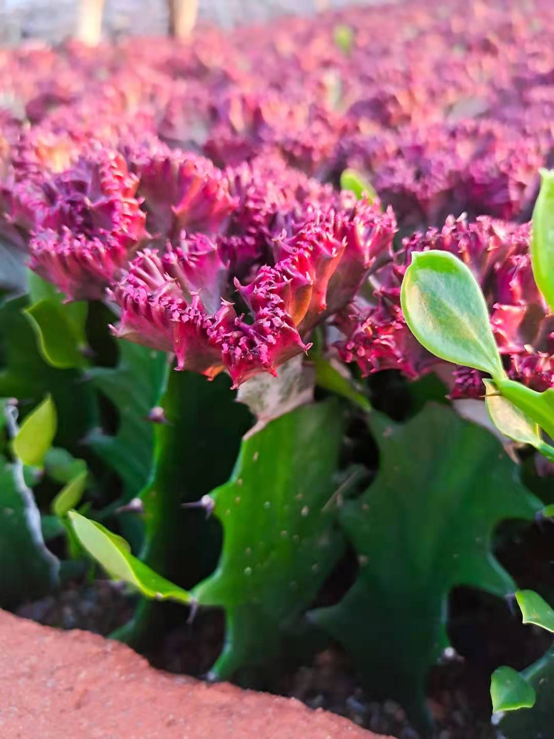 彩麒麟落地带三角柱盆栽仙人掌春峰绿植植物好养花卉