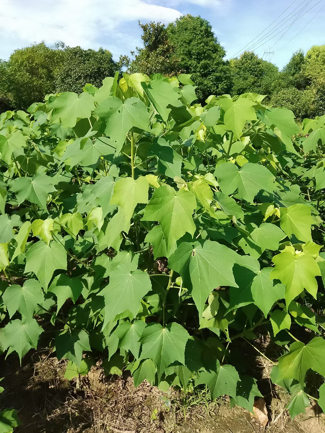湖南木芙蓉树苗市政公园绿化丛生木芙蓉树苗 3-6公分丛生木芙蓉花