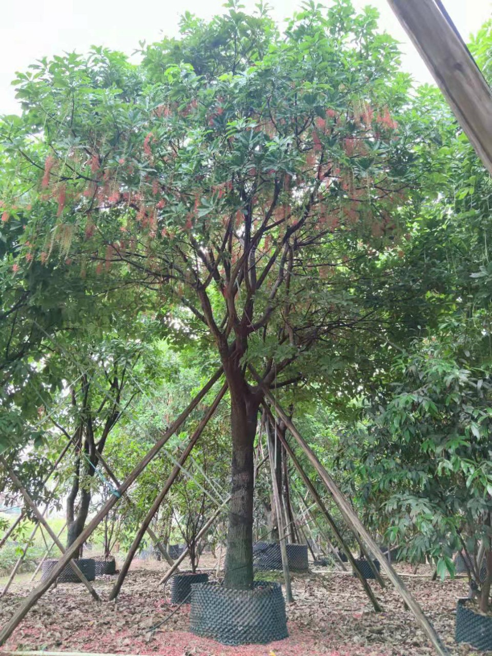 风景树玉蕊特殊造型 独景观花乔木红花玉蕾 中山乔木基地批发-阿里巴
