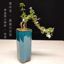 盆景红花六月雪盆栽金边悬崖造型开花绿植提根小悬崖小品盆景花卉