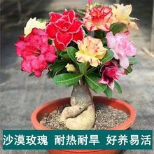 重瓣沙漠玫瑰盆栽带花苞四季老桩室内花卉沙漠玫瑰花苗大植物