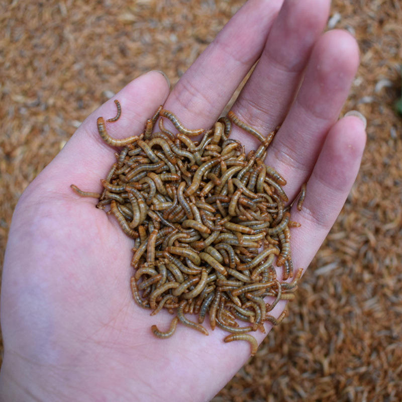 面包虫黄粉虫活虫活体宠物饲料幼虫守宫食物鸟食仓鼠粮食乌龟龙鱼