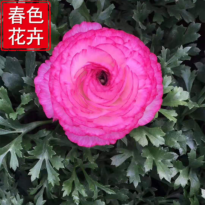 河南芹叶牡丹 耐寒植物花色鲜艳花期长 便宜的洋牡丹小杯苗基地