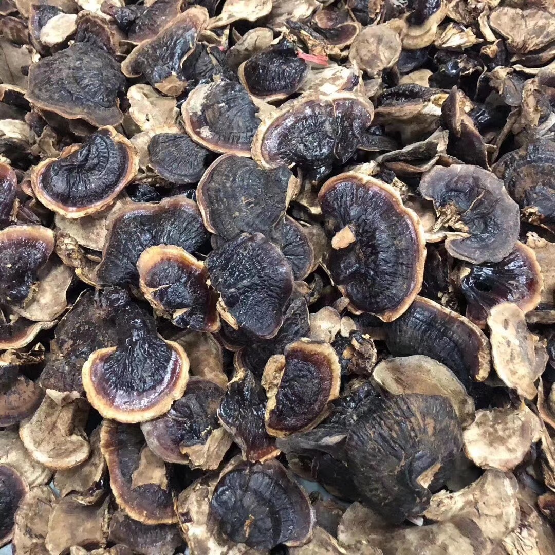 网红金边小灵芝无柄野生灵芝